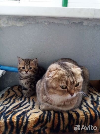 Шотландская кошка