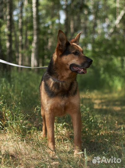 Спасите Тима