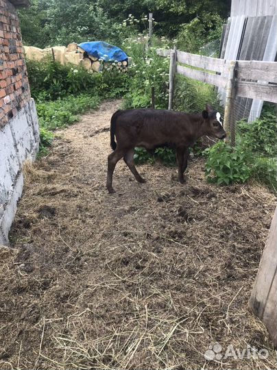 Телка 50 джерси