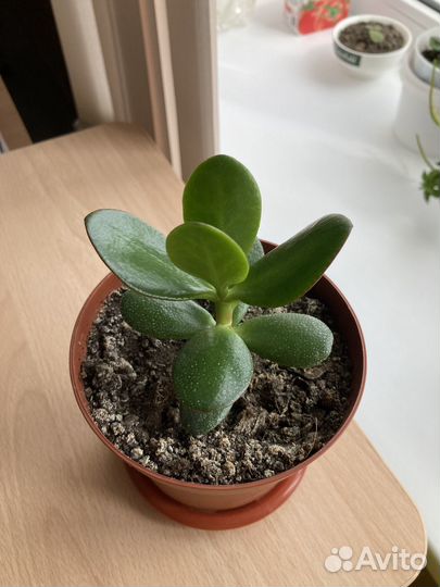 Денежное дерево толстянка