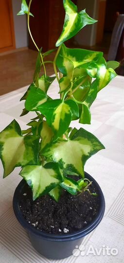 Комнатные растения