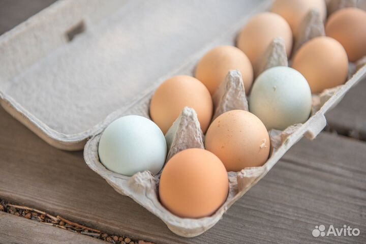 Сыр.молоко.яйца Домашняя молочная продукция