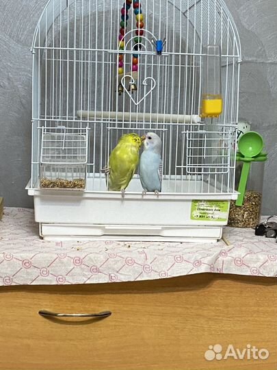 Чех и волнистик