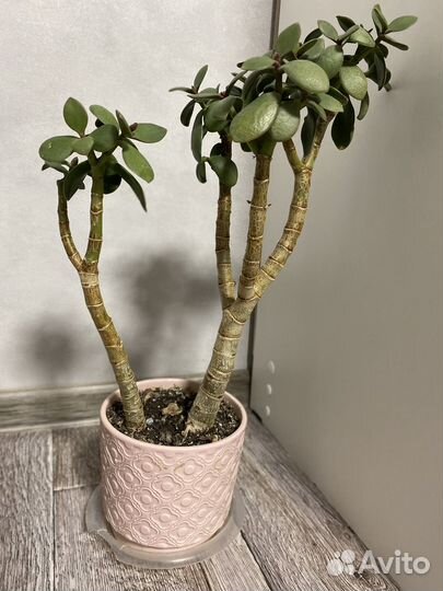 Суккуленты (денежное дерево и хавротия)