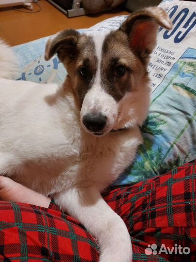 Собачка в дар