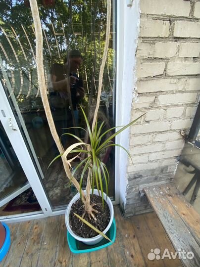 Пальма драцена