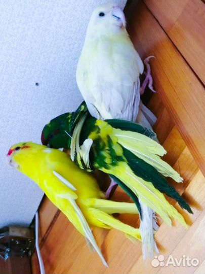 Попугай какарик 2,5 мес