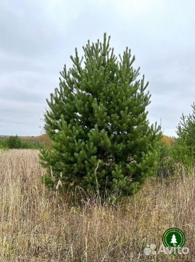 Сосна. Из питомника