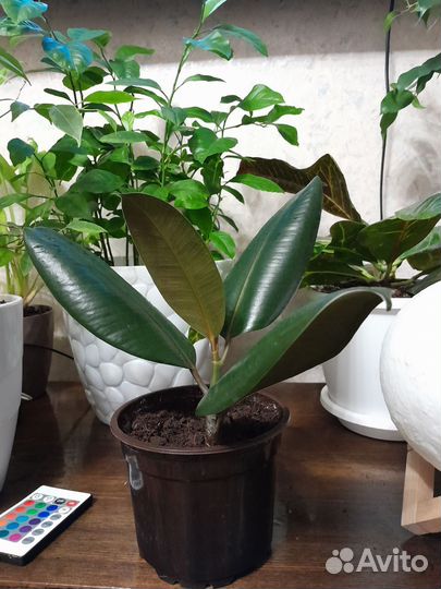 Фикус каучуковый