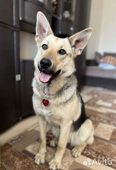 Самая лучшая собака в мире в добрые руки