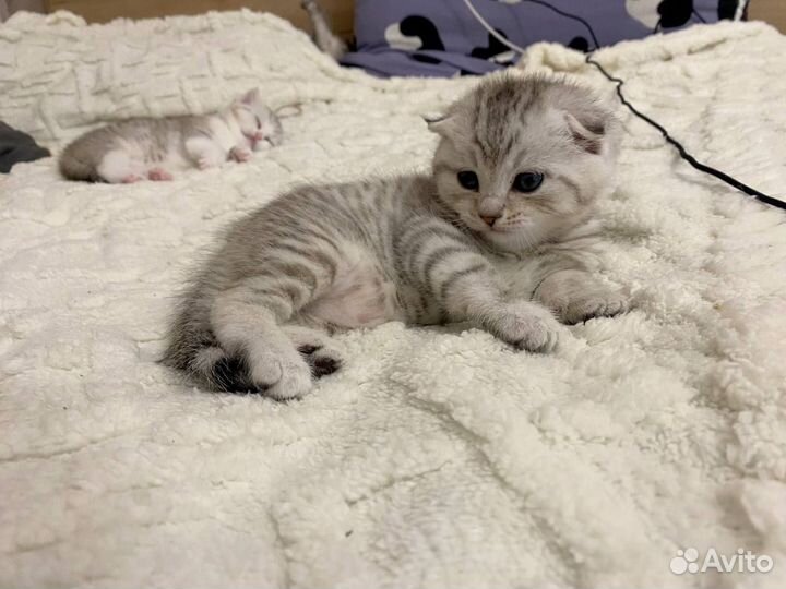 Шотландские котята