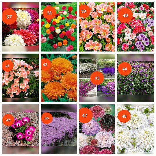 Семена цветов