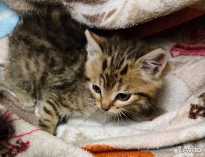 Котята метис шотландской