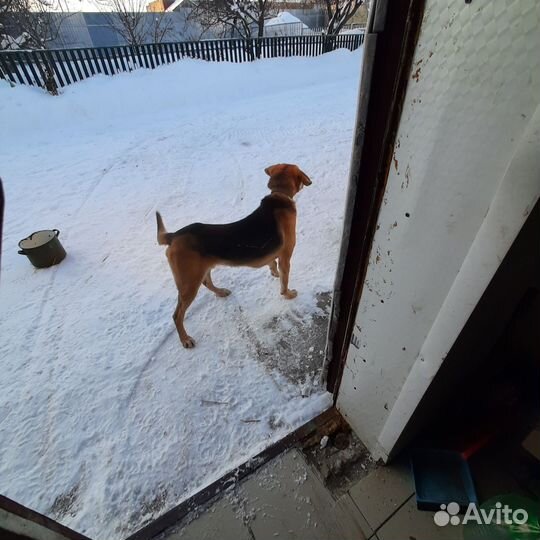 Продаю собаку русская пегая гончая 9 мес. Кабель