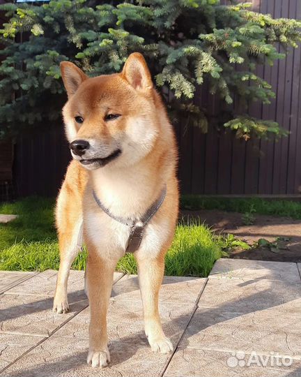 Зоогостиница, отель, платная передержка собак