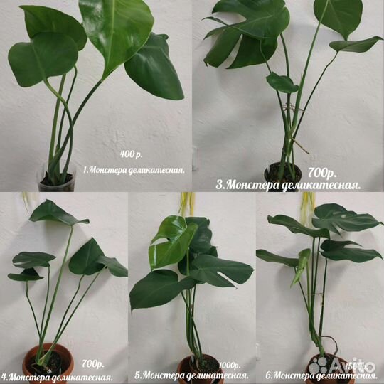 Филодендрон. Монстера. Сингониум.Аглаонема