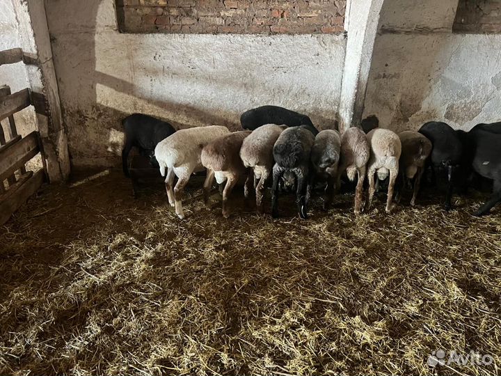 Продаются баранчики