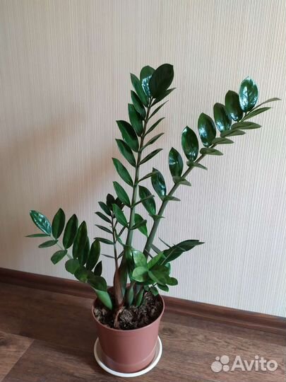 Замиокулькас