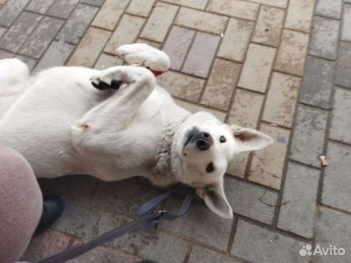 Собаки бесплатно в добрые руки