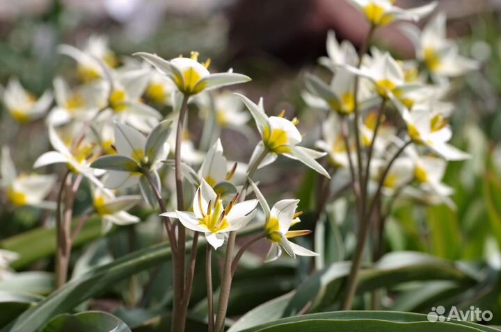 Мини тюльпаны. Луковицы