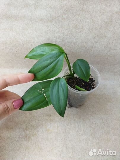 Эпипремнумы, сциндапсусы