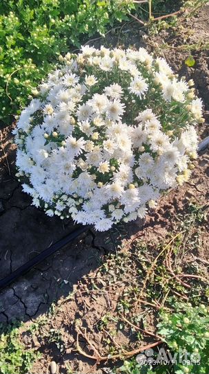 Продам цветы хризантемы, гибискус,лаванда