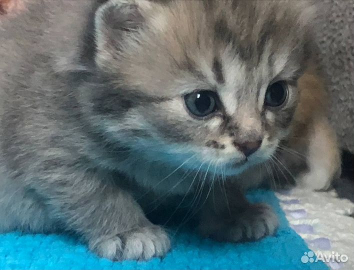 Британский котёнок