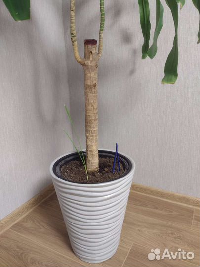 Драцена