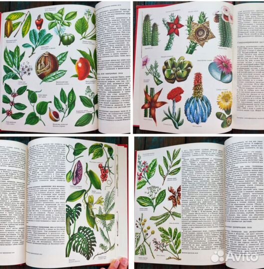 Ботанические книги грибы, растения, животные