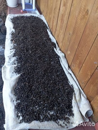 Пчелиный подмор