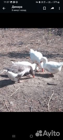 Куры несушки продам