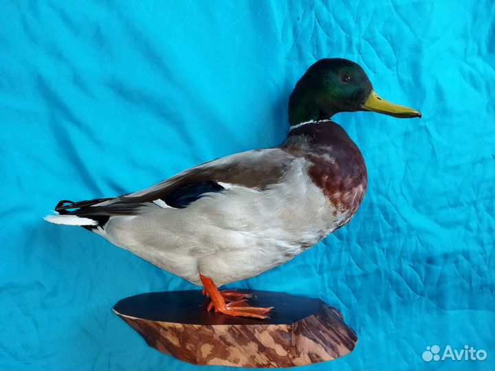 Чучело селезня