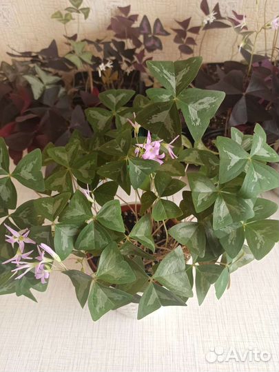 Кислица оксалис, сорт Фани