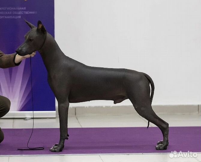 Мексиканская голая стандартная (Ксолоитцкуинтли )