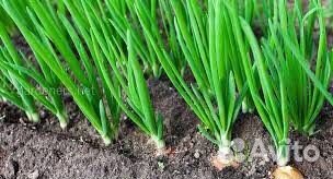 Лук на посадку 5+