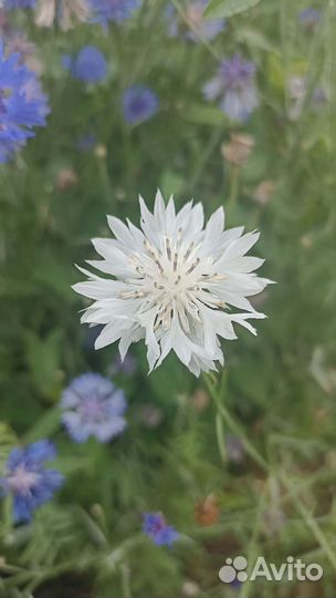 Стихи на заказ, переделка песен и стихов