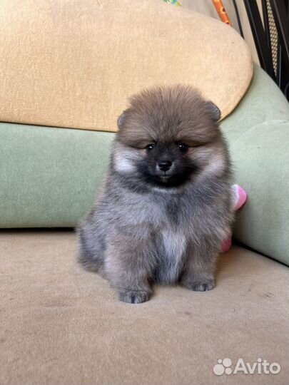 Щенок шпица мальчик