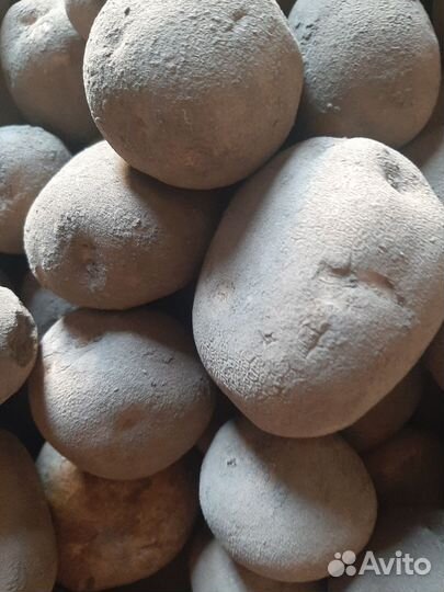 Овощи с дачи:чеснок,картофель,лук