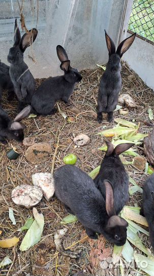 Кролики породы Строкач,Полтавской серебро
