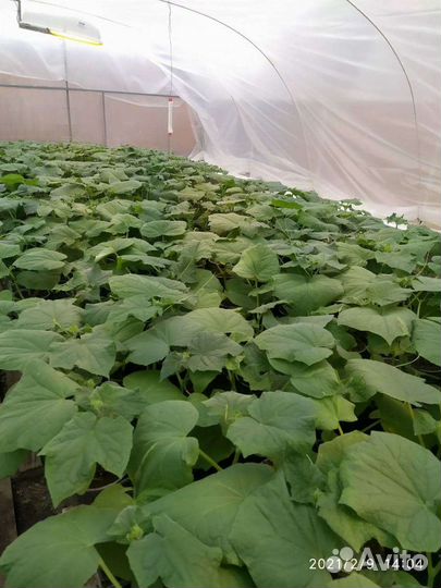 Рассада огурцы