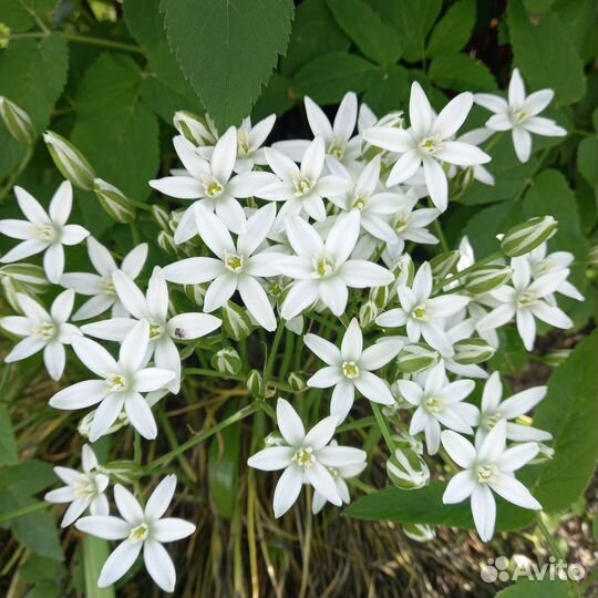 Птицемлечник многолетний