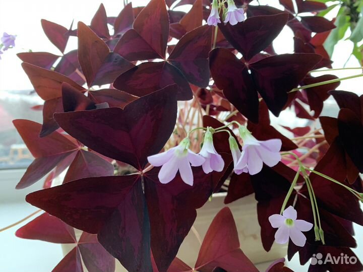 Кислица (оксалис)