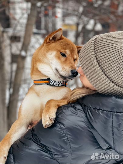 Gps трекер для кошек