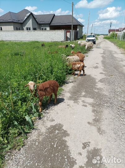 Овцы бараны ягнята