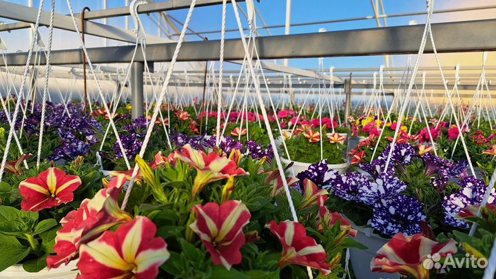 Рассада ампельной петунии, калибрахоа