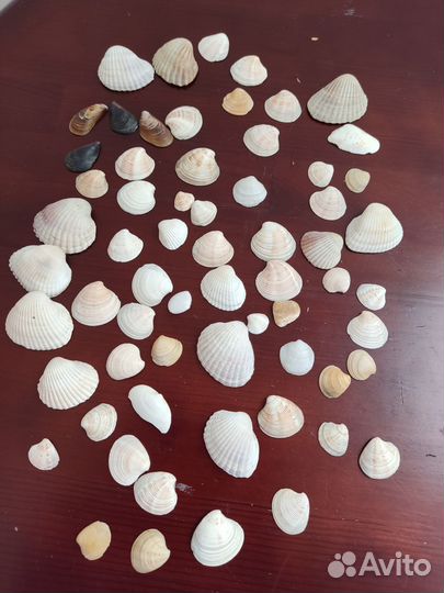 Ракушки для аквариума, перья фазана, палочки