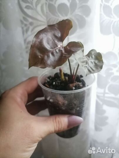 Комнатные растения