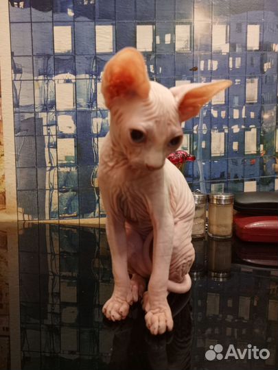 Канадский сфинкс котенок