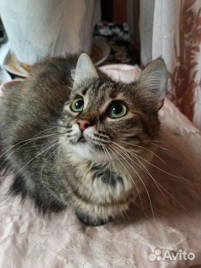 Кошка Стеша
