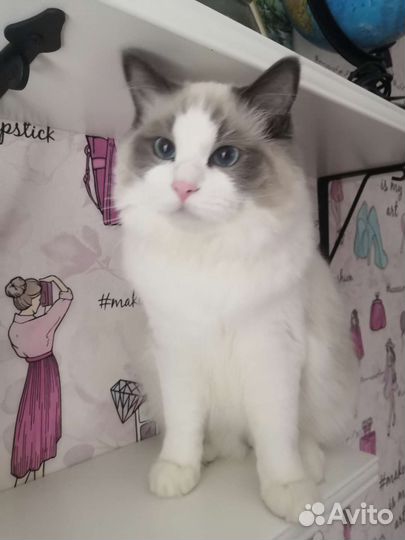 Замечательный котенок Ragdoll